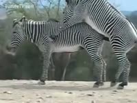 Audience Enjoy the Live Show of Two Zebras Fucking
